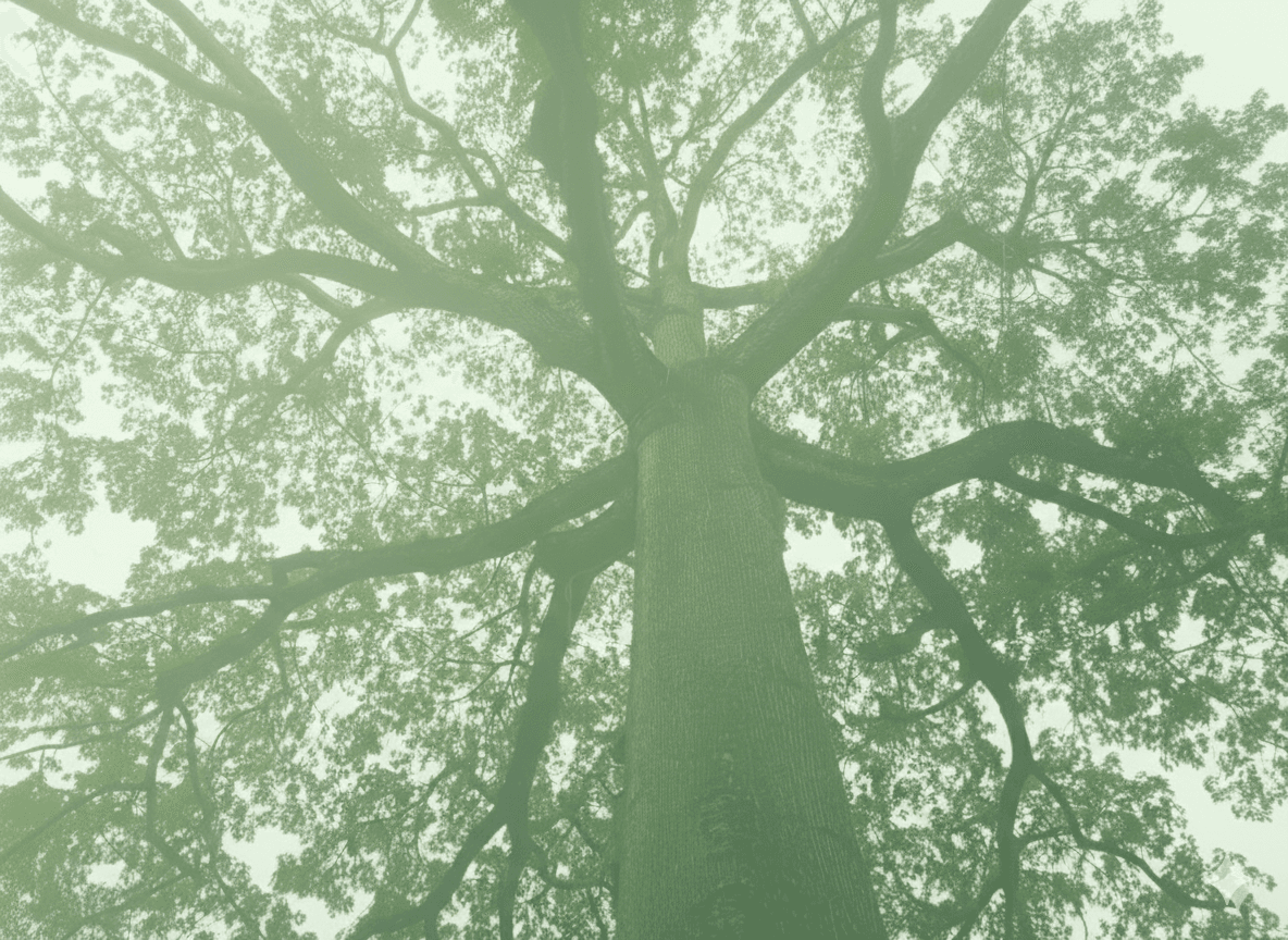 View of a silk cotton tree looking up through the branches to the sky